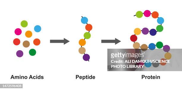 ilustrações de stock, clip art, desenhos animados e ícones de formation of proteins, illustration - peptídeo
