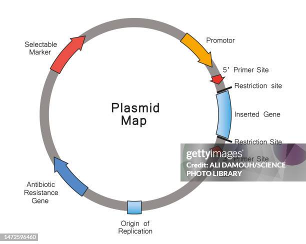 illustrazioni stock, clip art, cartoni animati e icone di tendenza di plasmid map, illustration - biochemical