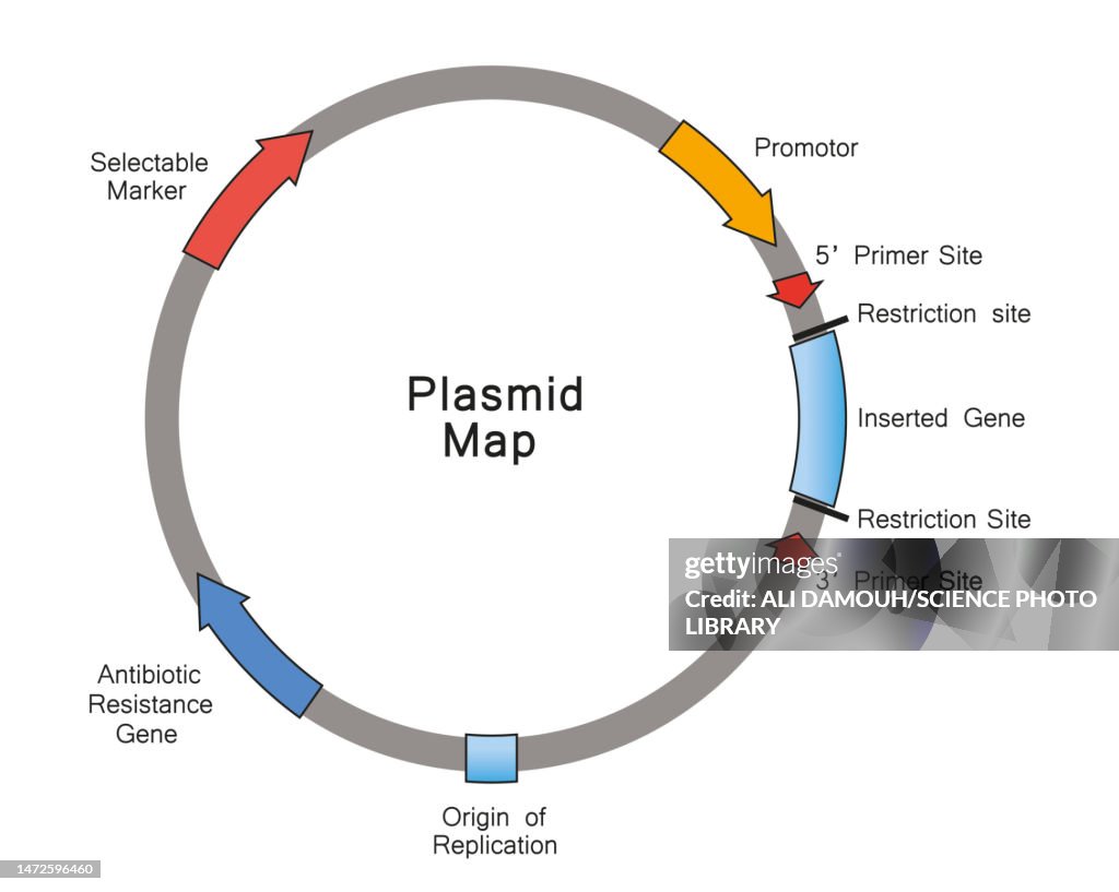 Plasmid Map Illustration High-Res Vector Graphic - Getty Images