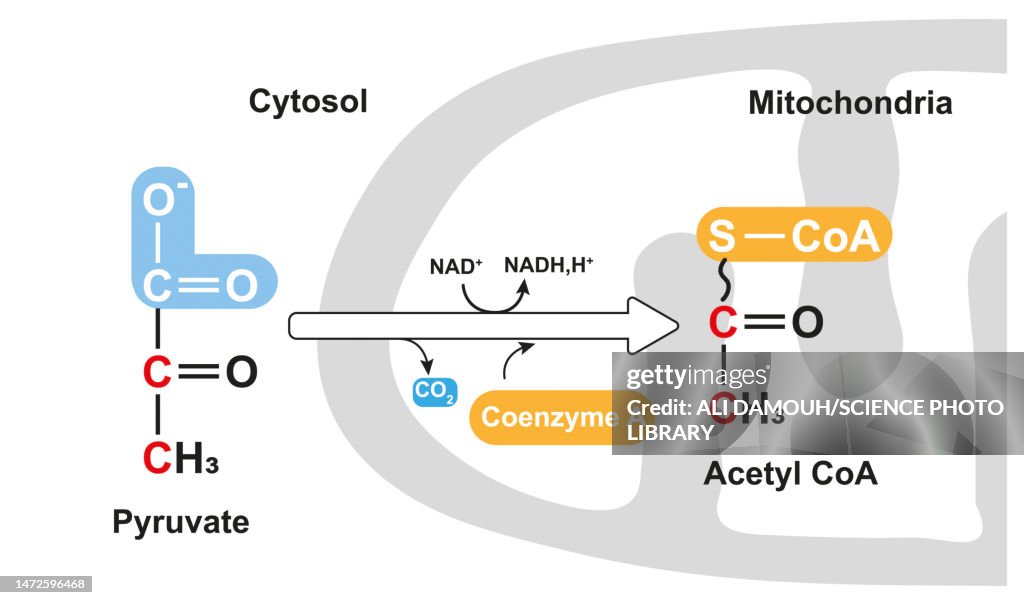 Pyruvate oxidation, illustration