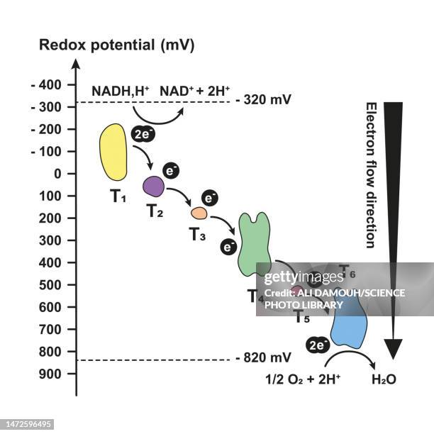 ilustraciones, imágenes clip art, dibujos animados e iconos de stock de electron transport chain redox potentials, illustration - mitocondria