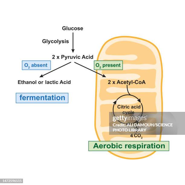 ilustrações, clipart, desenhos animados e ícones de aerobic respiration and anaerobic fermentation, illustration - equipamento-respiratório