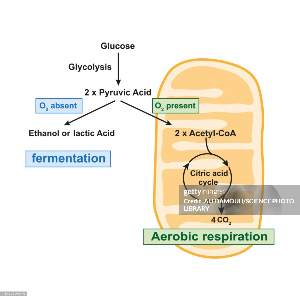 And Anaerobic Respiration Diagram Aerobic Science Cellular