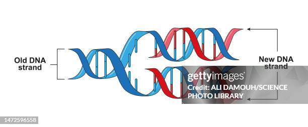 dna replication, illustration - dna strand diagram stock illustrations