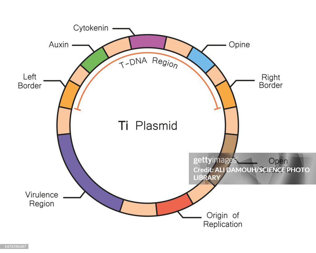 Ti plasmid structure, illustration