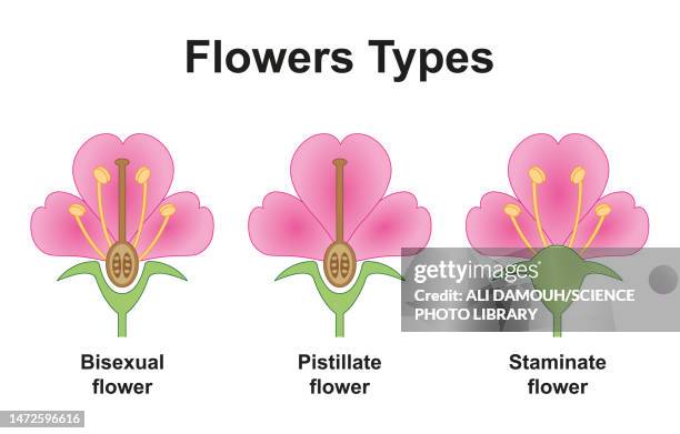 flower types, illustration - 両性具有点のイラスト素材／クリップアート素材／マンガ素材／アイコン素材