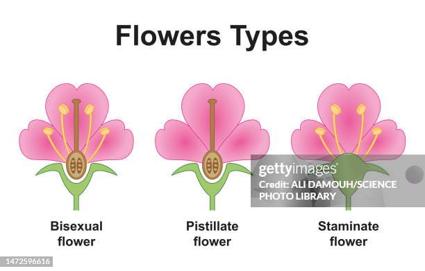 flower types, illustration - stamen stock illustrations