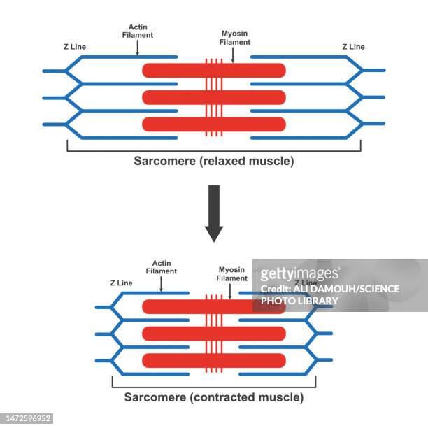 contraction and relaxation of muscle, illustration - myofibril stock illustrations