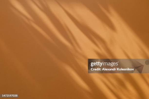 trees or plant branch and leaf with shadow on orange paper background. place for text, copy space, top view - penombra foto e immagini stock