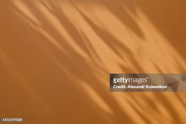 trees or plant branch and leaf with shadow on orange paper background. place for text, copy space, top view - interiors with plants and sun stock pictures, royalty-free photos & images