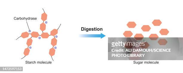 starch digestion, illustration - food white background stock illustrations