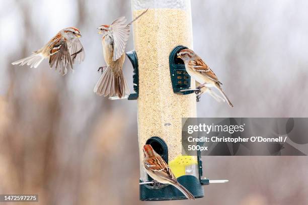 close-up of birds perching on feeder,lancaster,canada - bird seed stockfoto's en -beelden