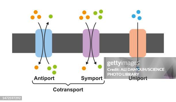 membrane transport proteins, illustration - human blood stock illustrations