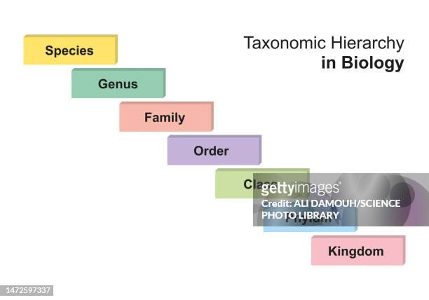 taxonomic hierarchy in biology, illustration - living organism stock illustrations