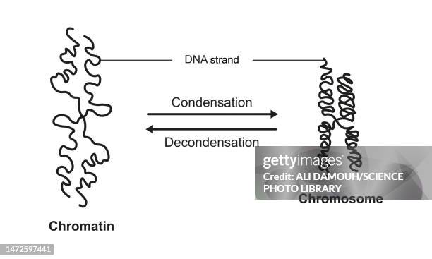 chromatin condensation and decondensation, illustration - interphase 幅插畫檔、美工圖案、卡通及圖標