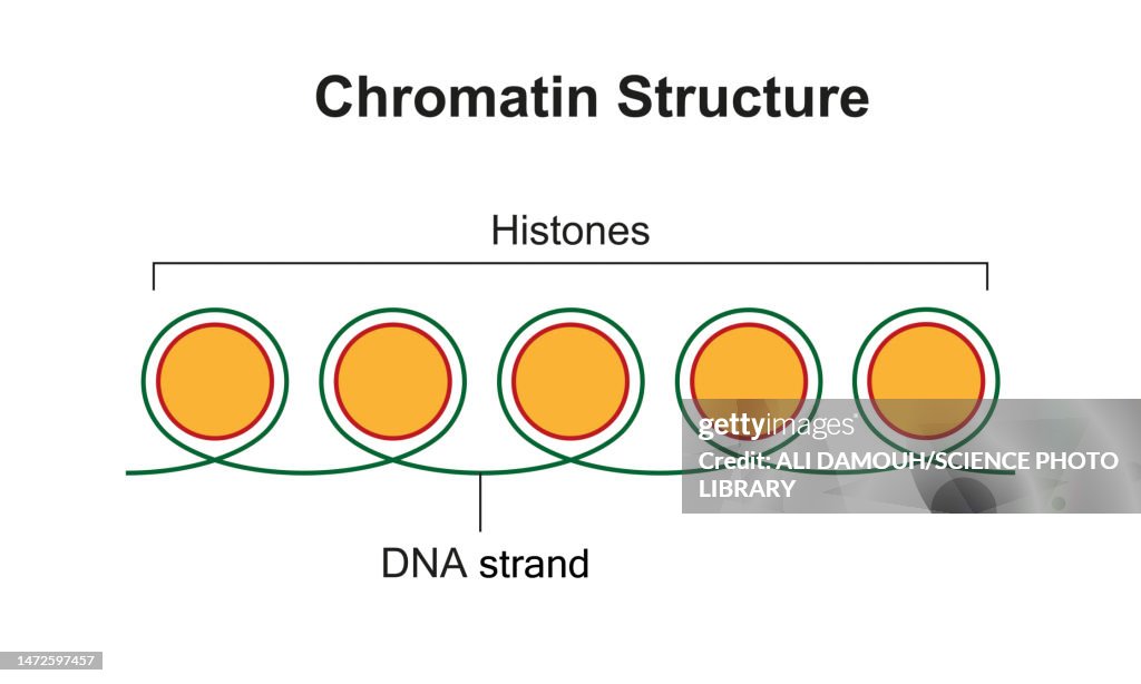 Chromatin structure, illustration