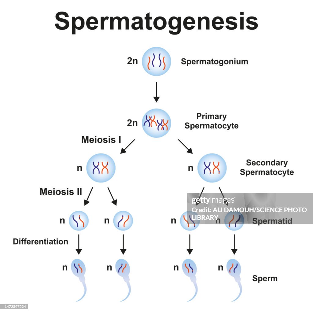 Spermatogenesis, illustration