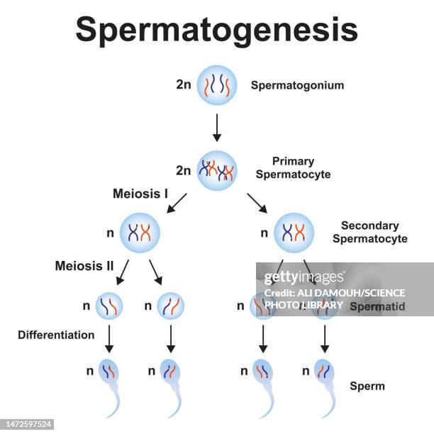 ilustraciones, imágenes clip art, dibujos animados e iconos de stock de spermatogenesis, illustration - espermatogénesis