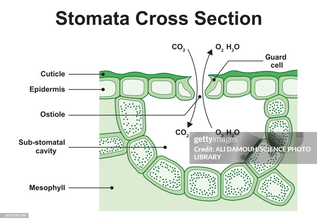 Stoma structure, illustration