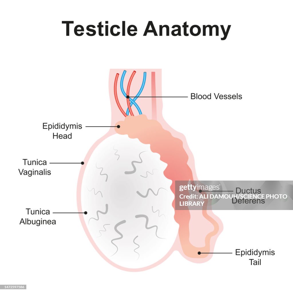 Testicle anatomy, illustration