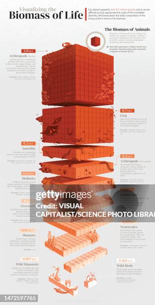 biomass of animal life on earth, illustration - how to infographic stock pictures, royalty-free photos & images