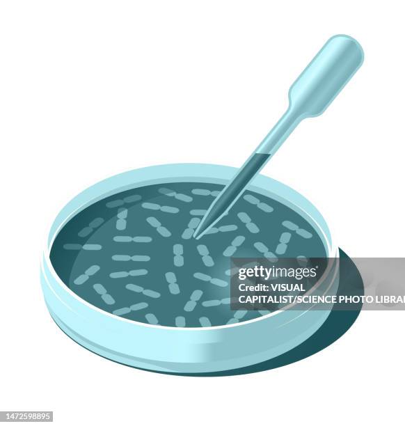 petri dish and pipette, illustration - pipette stock illustrations