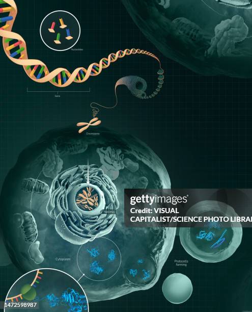 the role of dna in the cell, illustration - ribossomo imagens e fotografias de stock