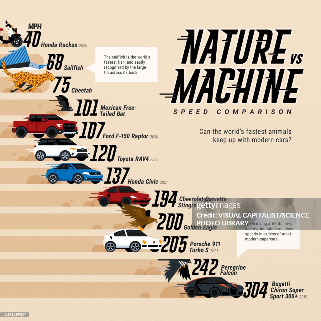 Animal speed vs cars, infographic chart