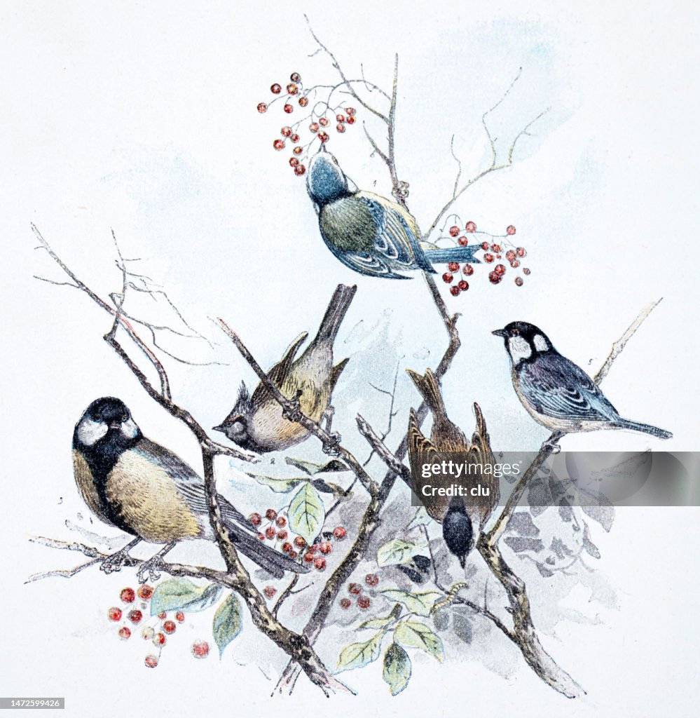 Birds sitting on branches, blue tit, crested tit, great tit, marsh tit, fir tit