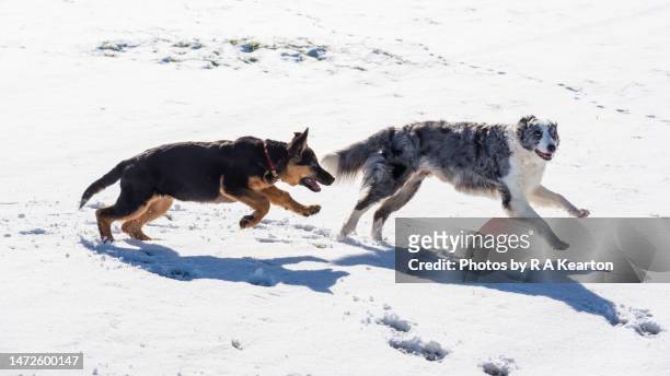 two dogs running in the snow in winter sunshine - motion capturing stock pictures, royalty-free photos & images