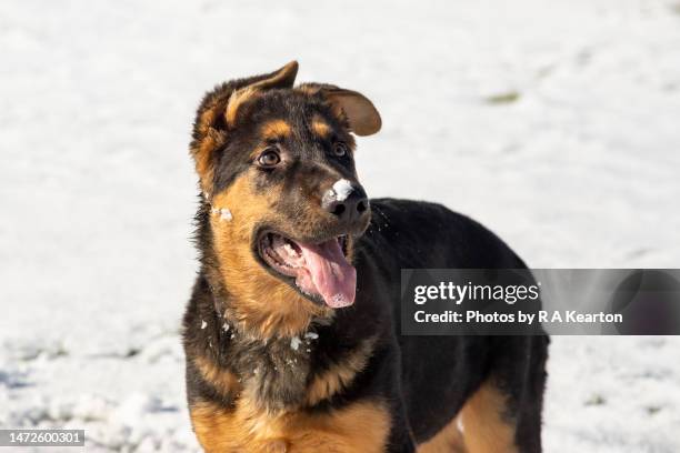young german shepherd puppy outdoors in snow - german shepherd stock pictures, royalty-free photos & images