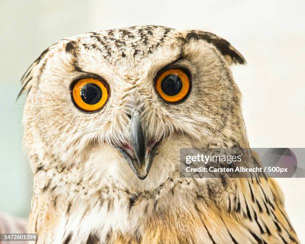 close-up portrait of great horned eagle owl against wall,lauenstein,altenberg,germany - great horned owl stock pictures, royalty-free photos & images