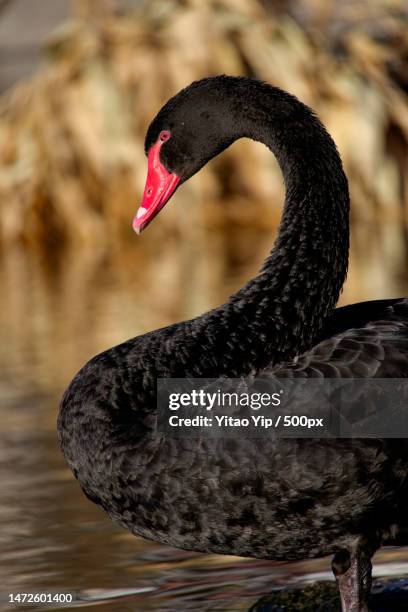 close-up of black swan swimming in lake,beijing,china - black swans stock pictures, royalty-free photos & images