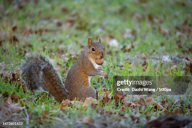 close-up of squirrel on field,gainesville,florida,united states,usa - gainesville florida stock pictures, royalty-free photos & images