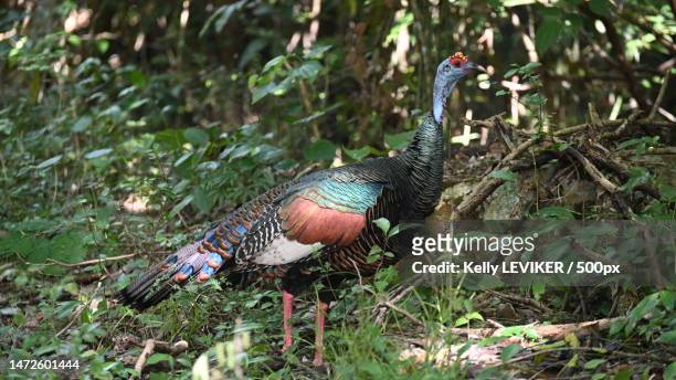 close-up of peacock perching on field,calakmul municipality,campeche,mexico - ocellated turkey stock pictures, royalty-free photos & images