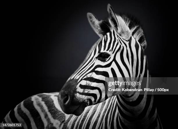 close-up of plains burchells zebra against black background - zebramuster stock-fotos und bilder