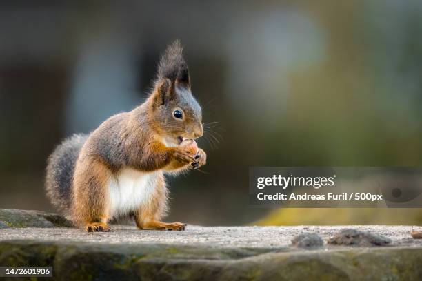 close-up of american red squirrel eating food on retaining wall,neuss,germany - american red squirrel stock pictures, royalty-free photos & images