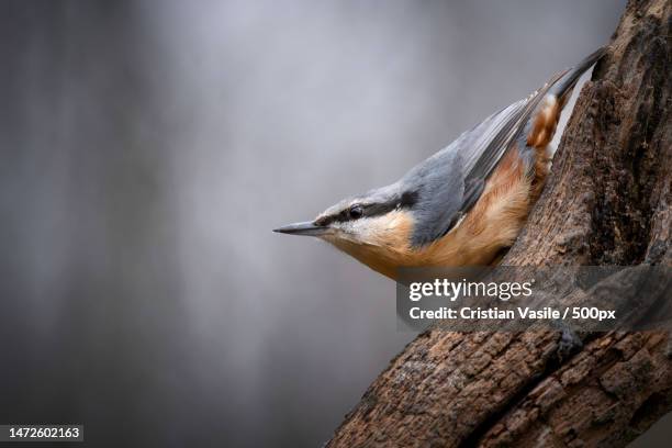 close-up of nuthatch perching on tree trunk,london,united kingdom,uk - nuthatch stock pictures, royalty-free photos & images