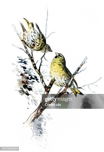 siskin - yellow finch stock illustrations