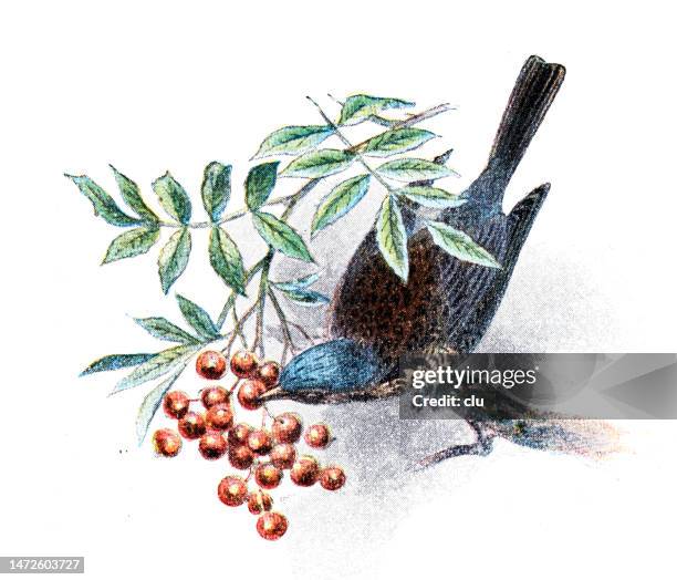 fieldfare - wild berries stock illustrations