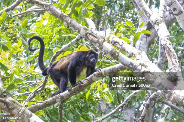 low angle view of howler monkey sitting on tree,cahuita,costa rica - howler stock pictures, royalty-free photos & images