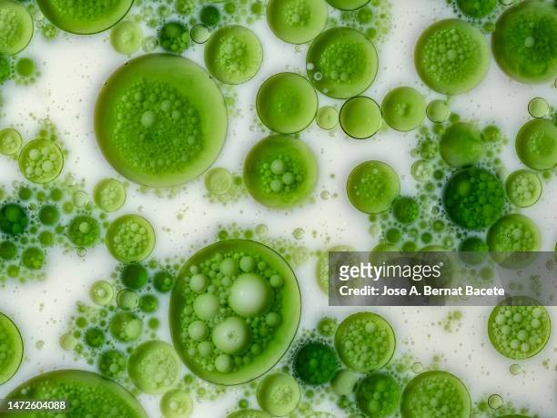 close-up of bubbles of liquid floating on white liquid. - stem cell background stock pictures, royalty-free photos & images