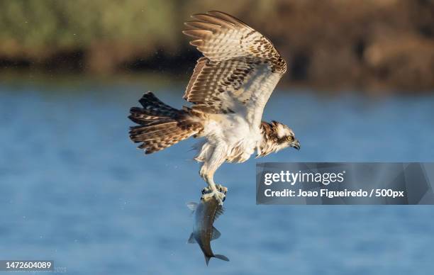 close-up of hawk of prey flying over lake,mondego river,portugal - mondego stock pictures, royalty-free photos & images