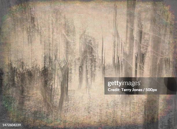 full frame shot of trees in forest,united kingdom,uk - terry woods stock pictures, royalty-free photos & images