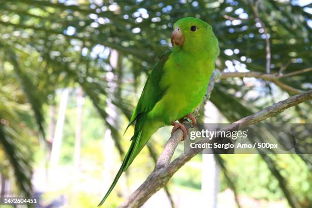 low angle view of parakeet perching on tree - green parakeet stock pictures, royalty-free photos & images