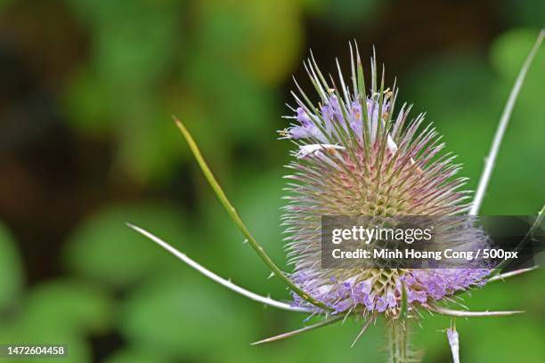 close-up of thistle flower,france - spiked stock pictures, royalty-free photos & images