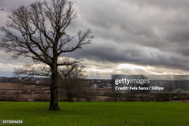 trees on field against sky,enfield,united kingdom,uk - sanu stock pictures, royalty-free photos & images