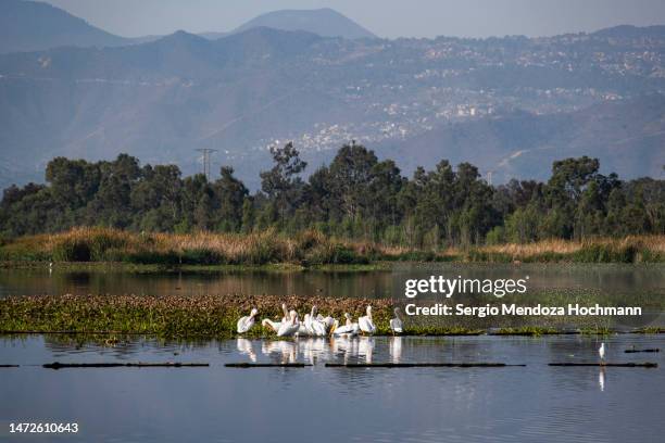 pelicans in the canals of the xochimilco ecological reserve - mexico city, mexico - united nations goals stock pictures, royalty-free photos & images