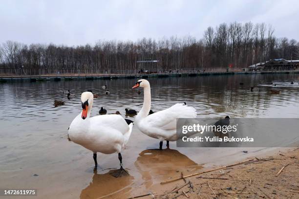 Wildlife in the City. Secret Lives of Urban Birds.