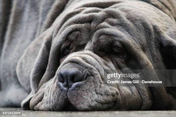 Neapolitan Mastiff rests during Day Two of Crufts 2023 at NEC Arena on March 10, 2023 in Birmingham, England. Billed as the greatest dog show in the...